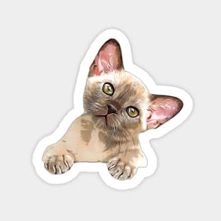 Burmese Kitten Cute Cat Sticker